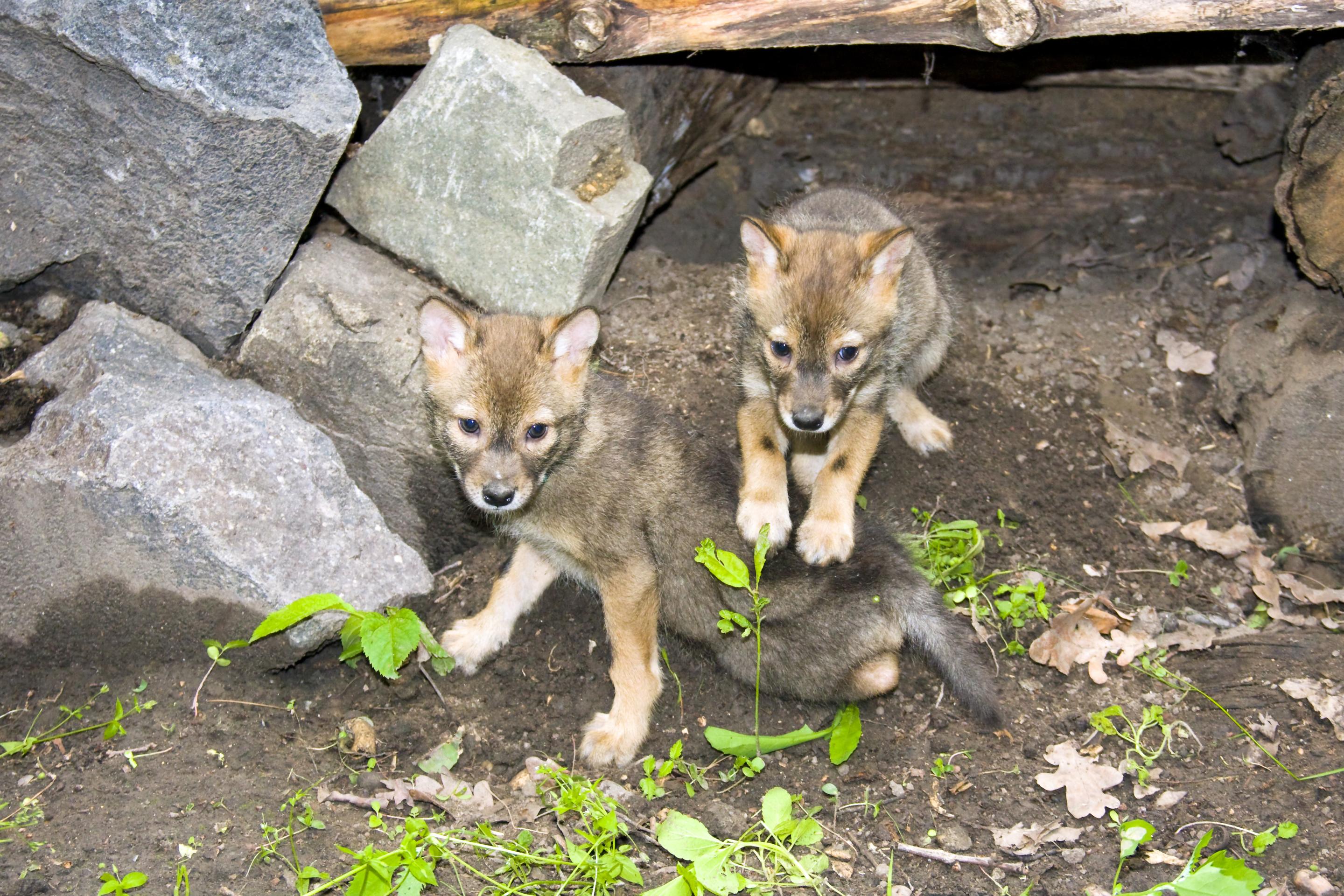 Mláďatá šakala zlatého (lat. canis aureus)