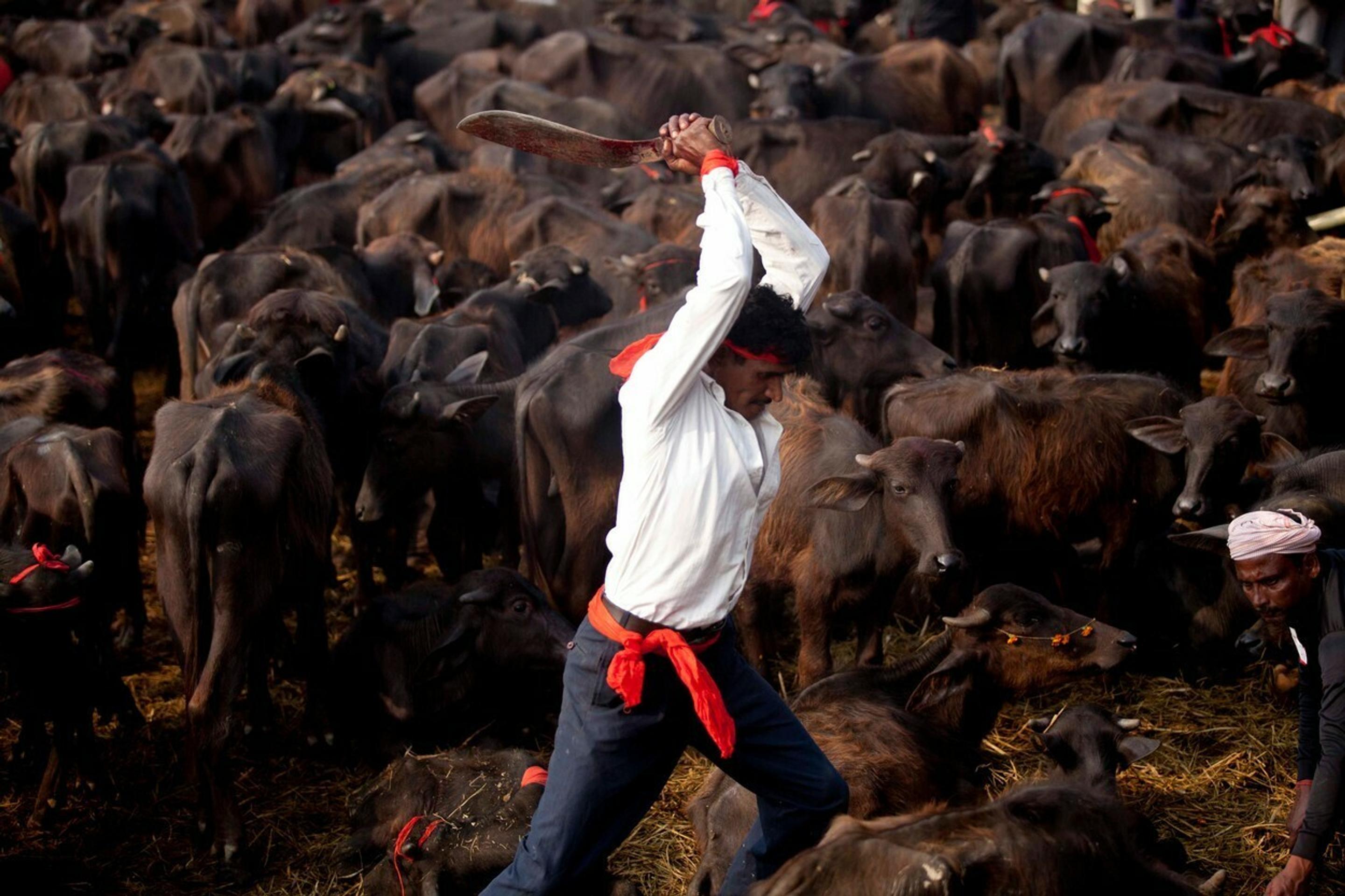 Najväčšie obetovanie zvierat na svete v Nepále