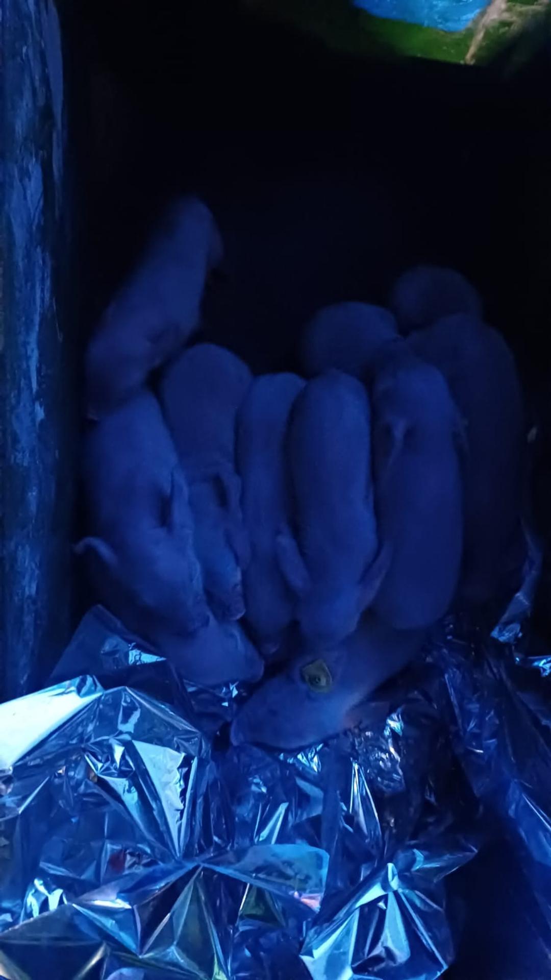 Hasiči vynášali z horiacej haly pri Pezinku stovky prasiatok.