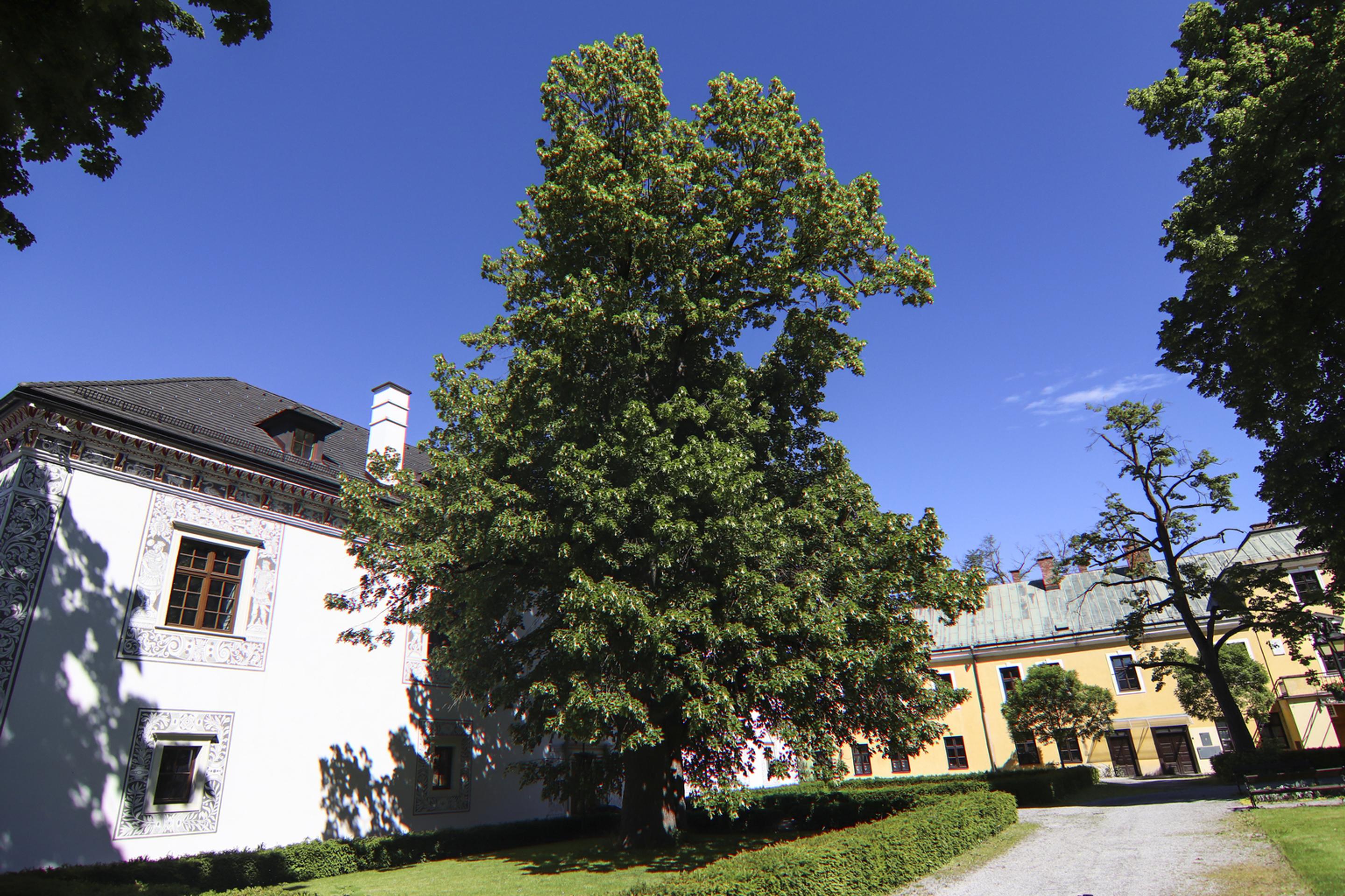 12.  Lipa malolistá, v blízkosti kultúrnej pamiatky Kalvária, obec Zákamenné. (150 rokov).