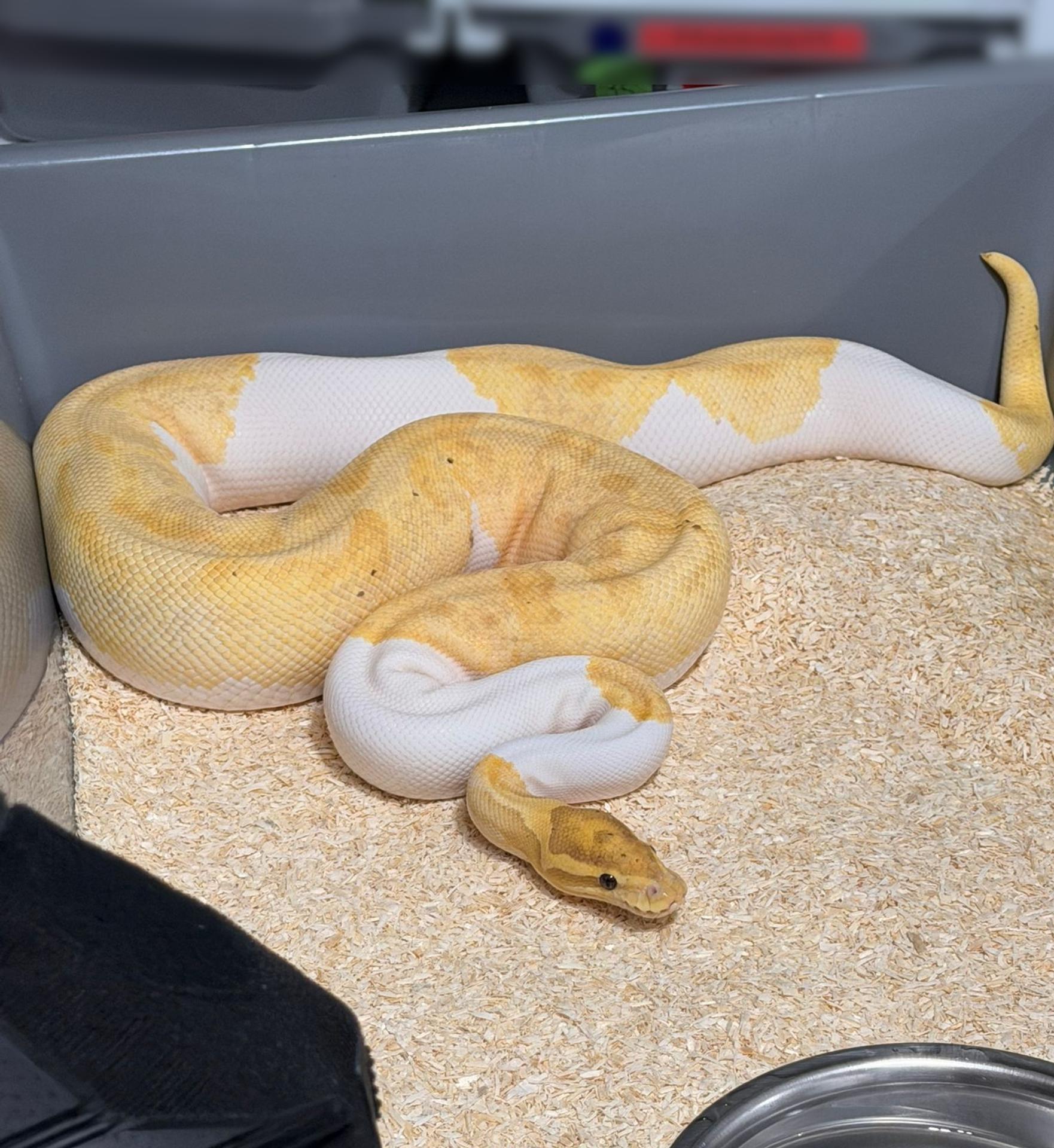 Had na schodisku odhalil 149 pytónov v byte v Krakove.