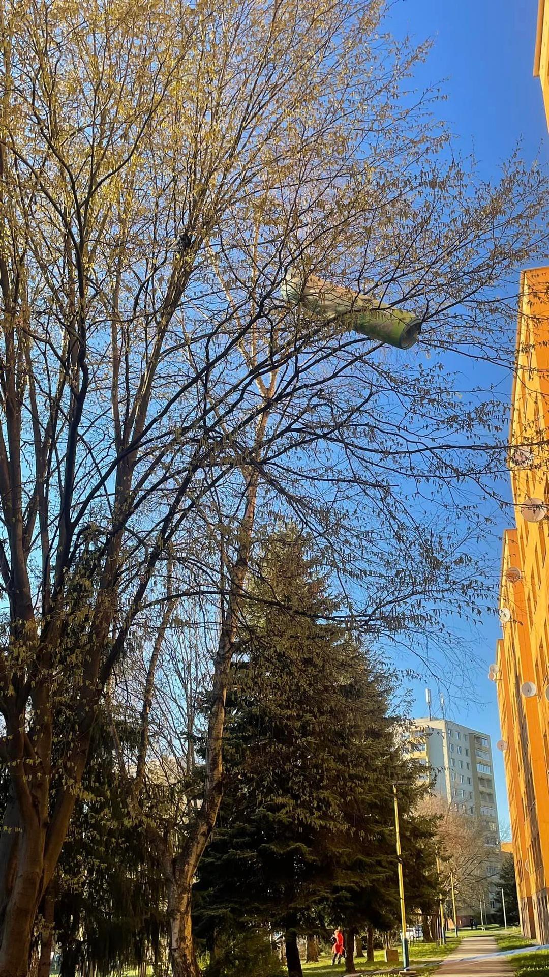 Hasiči v Prešove museli odstrániť koberec z koruny stromov.