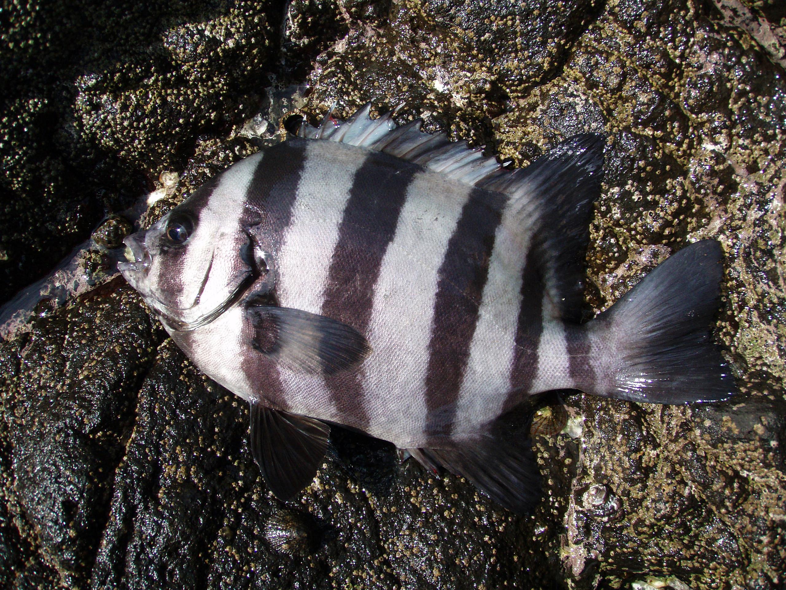 Hranozub pruhovaný.