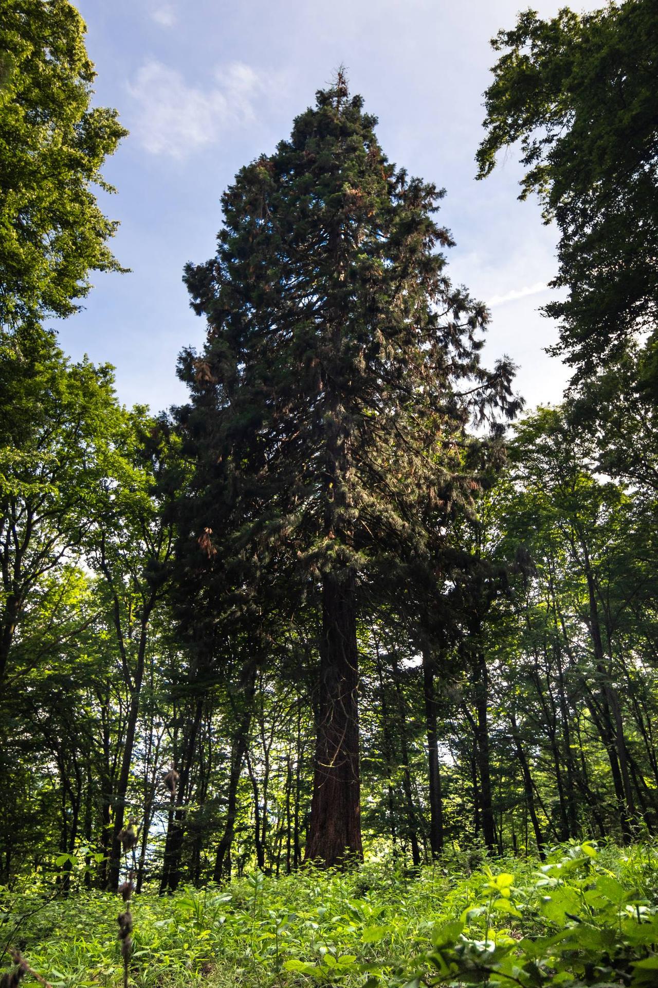 1. Sekvojovec mamutí (Sequoiadendron giganteum)