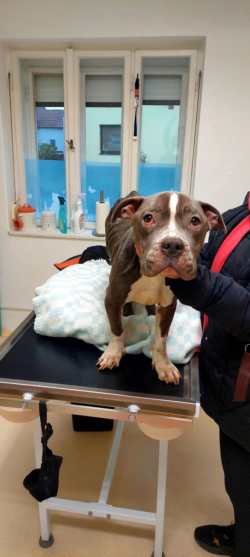 Psík momentálne už je v dobrých rukách. Musí zabojovať.