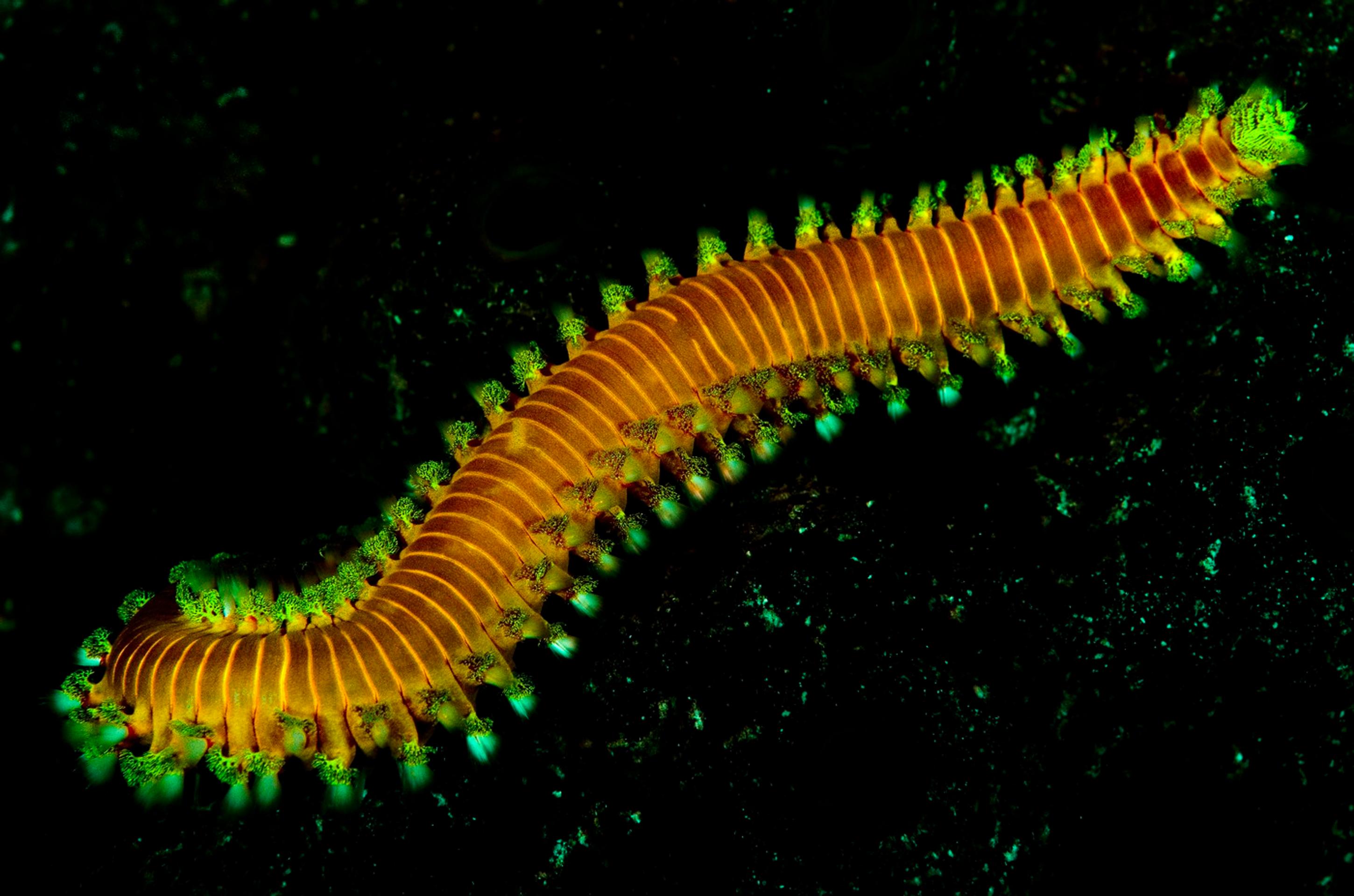 Ohnivý červ - Hermodice carunculata