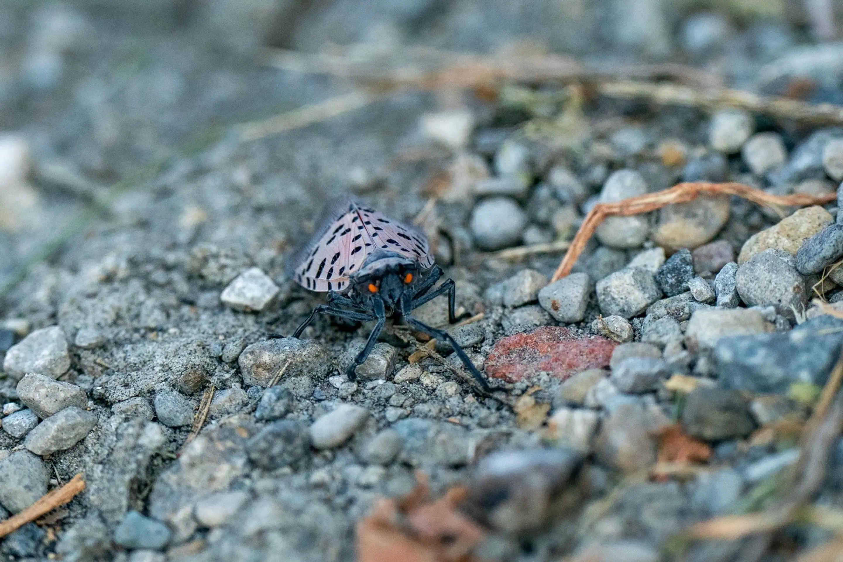 Cikádka škvrnitá (Lycorma delicatula).