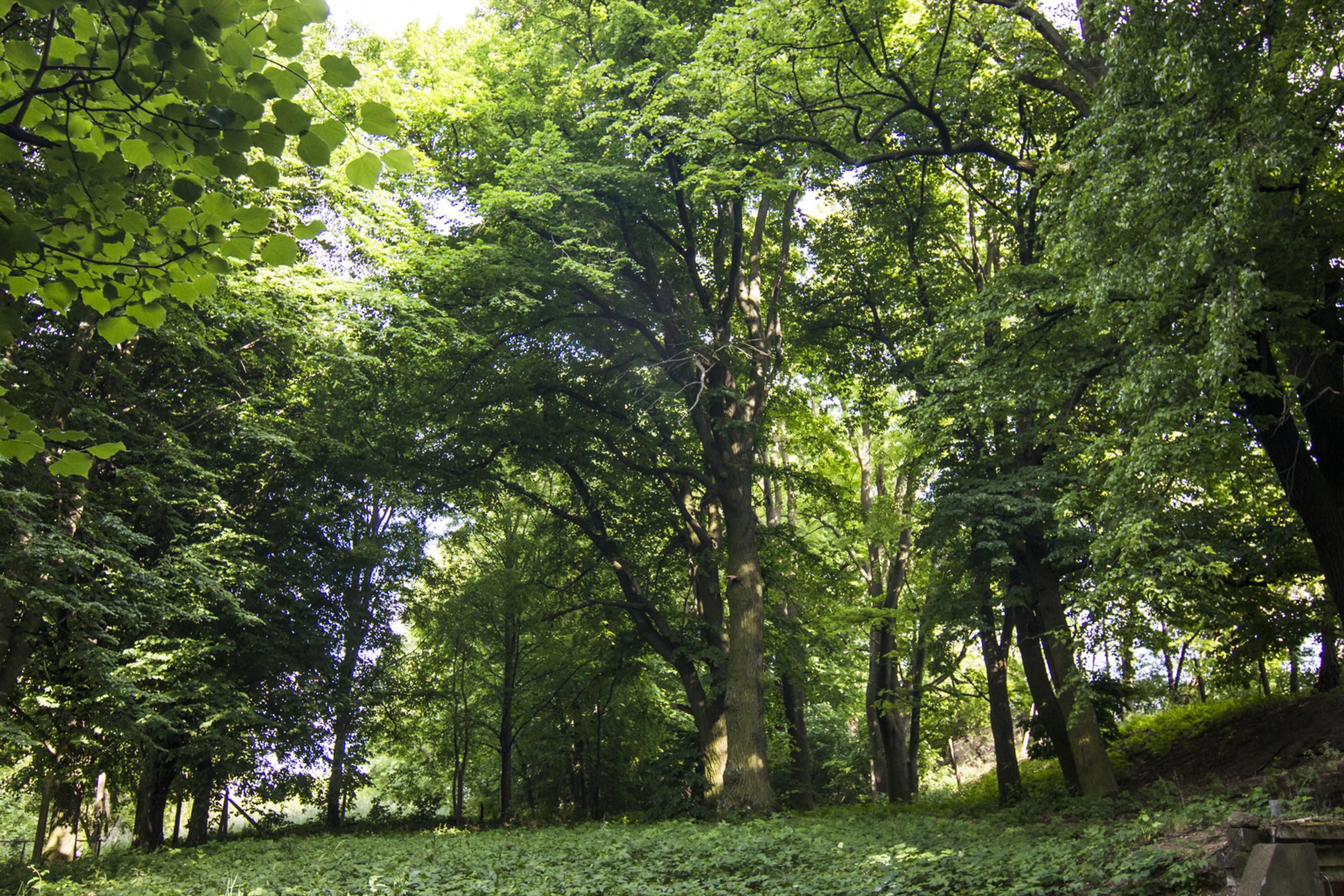 11. Hruška obyčajná, Laclavá. (300 rokov).