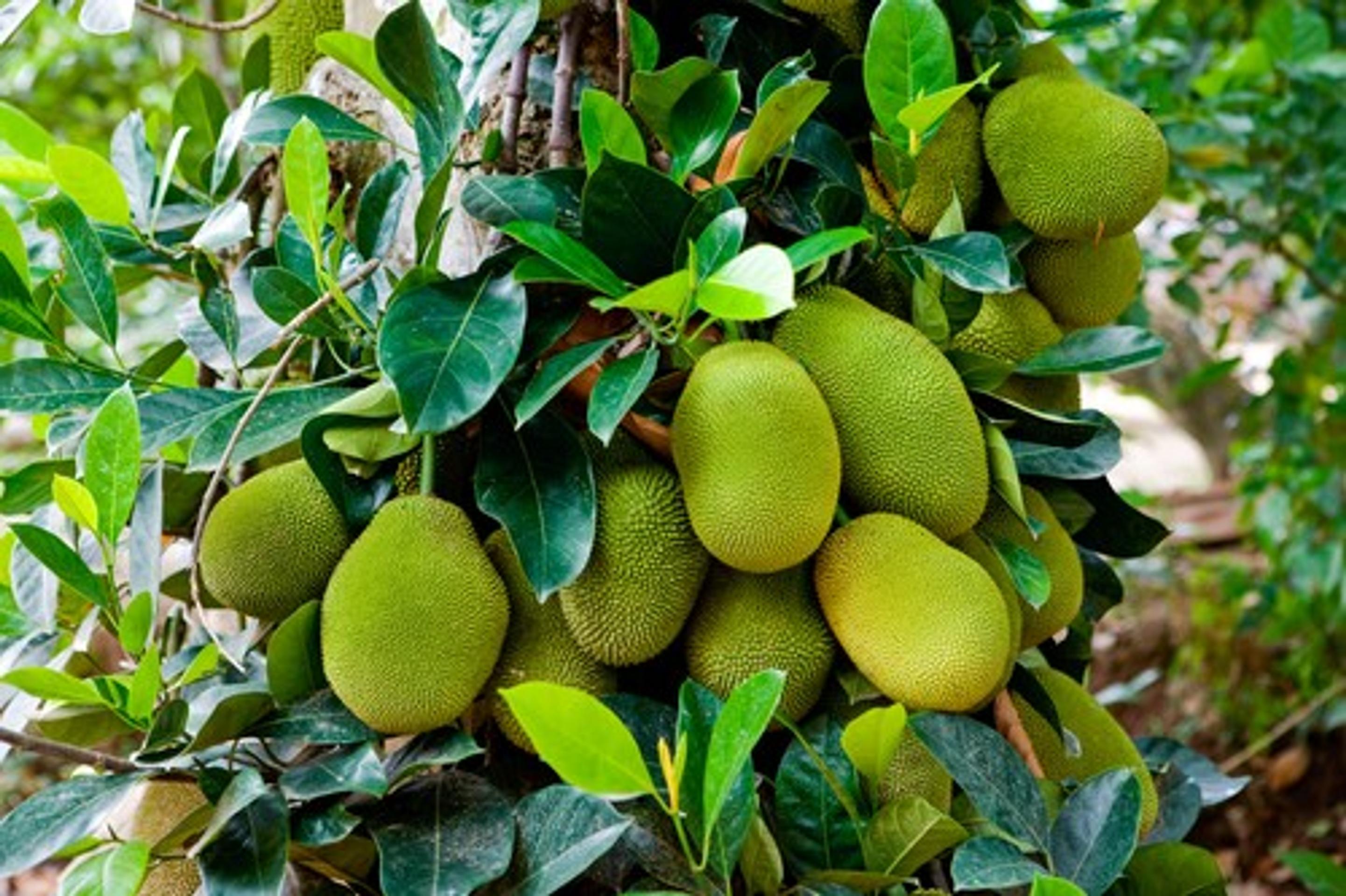 Chlebovník. Ilustračná snímka