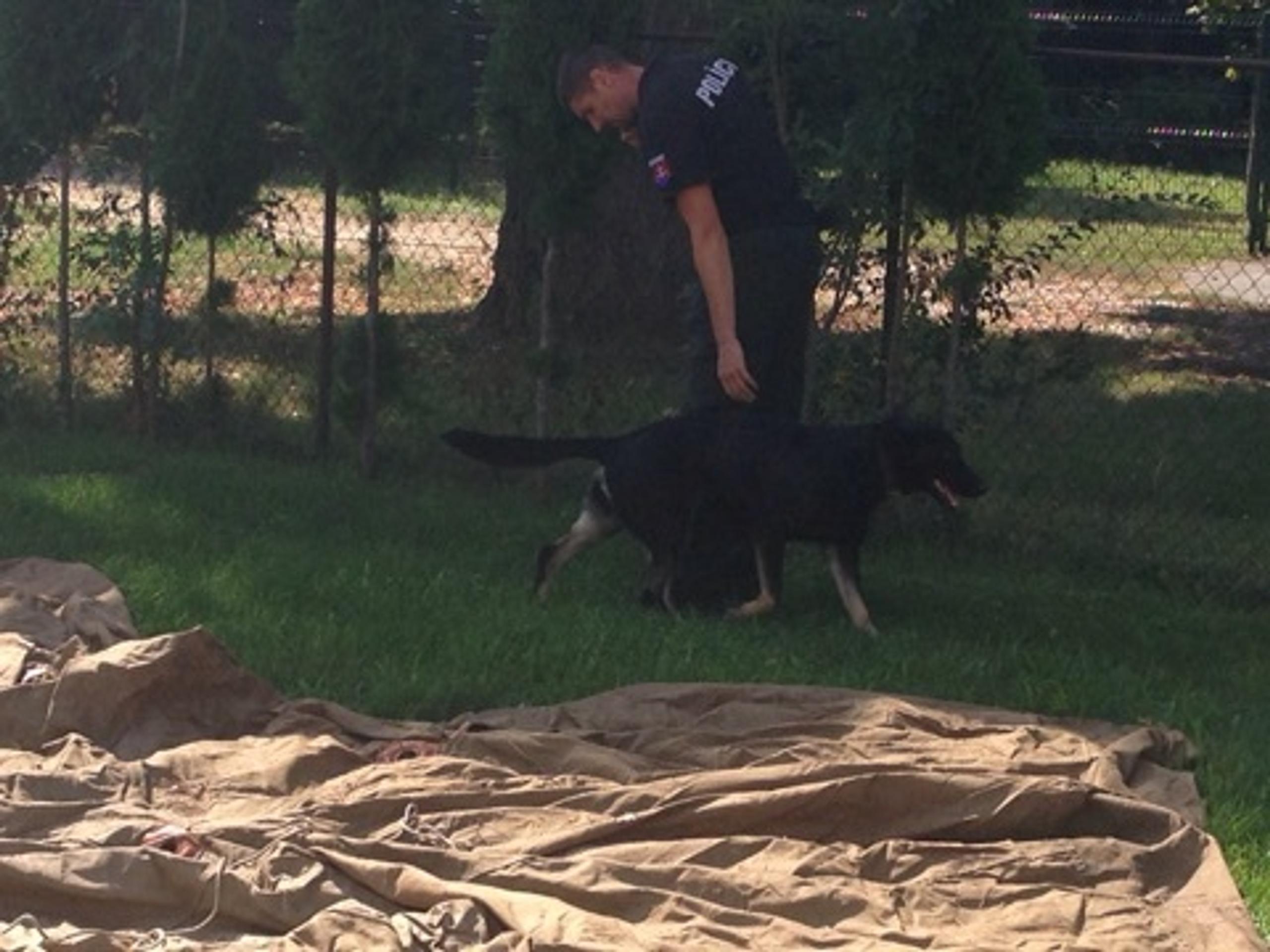 Pes na vyhľadávanie drog