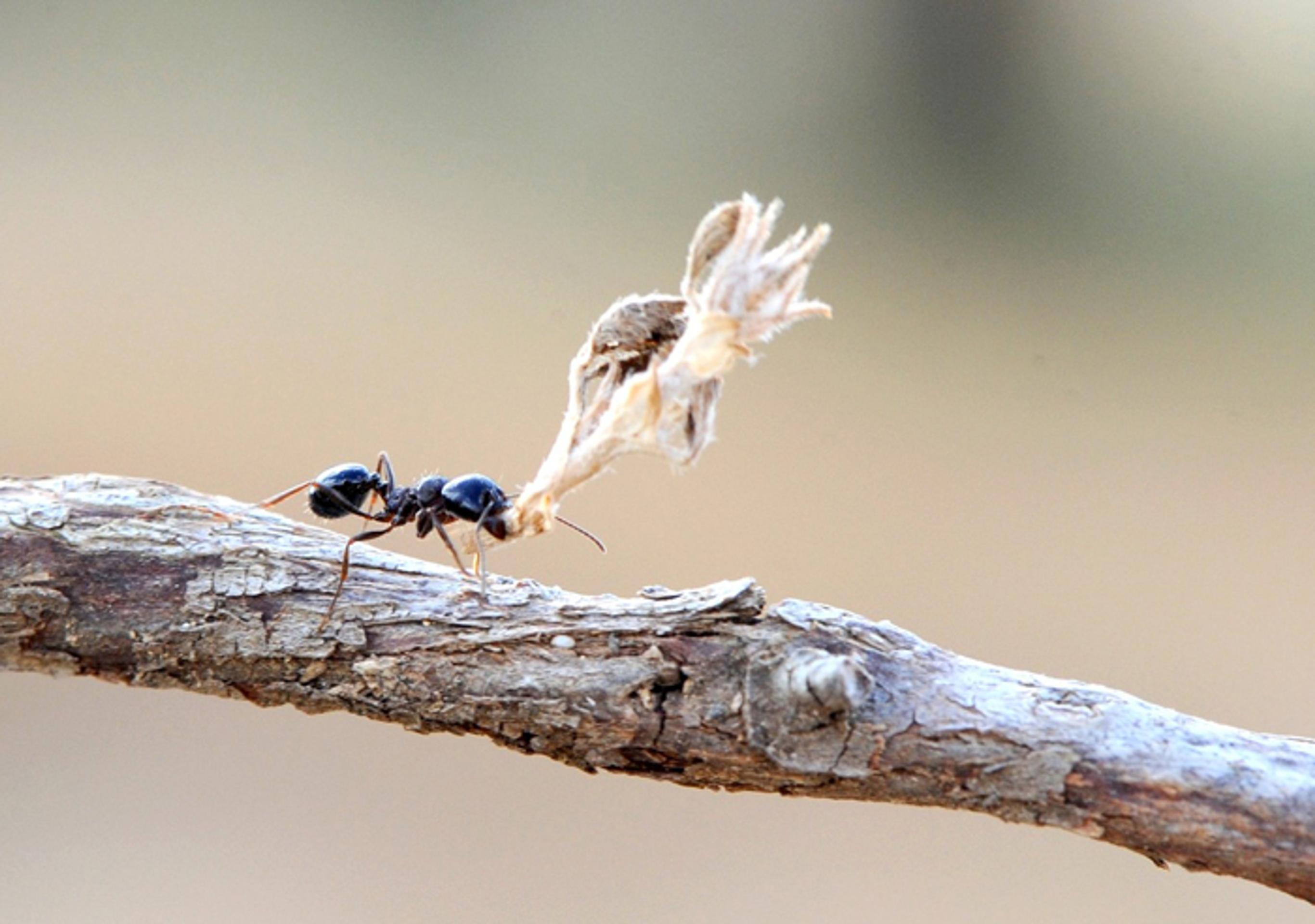 Mravec a jeho korisť. 