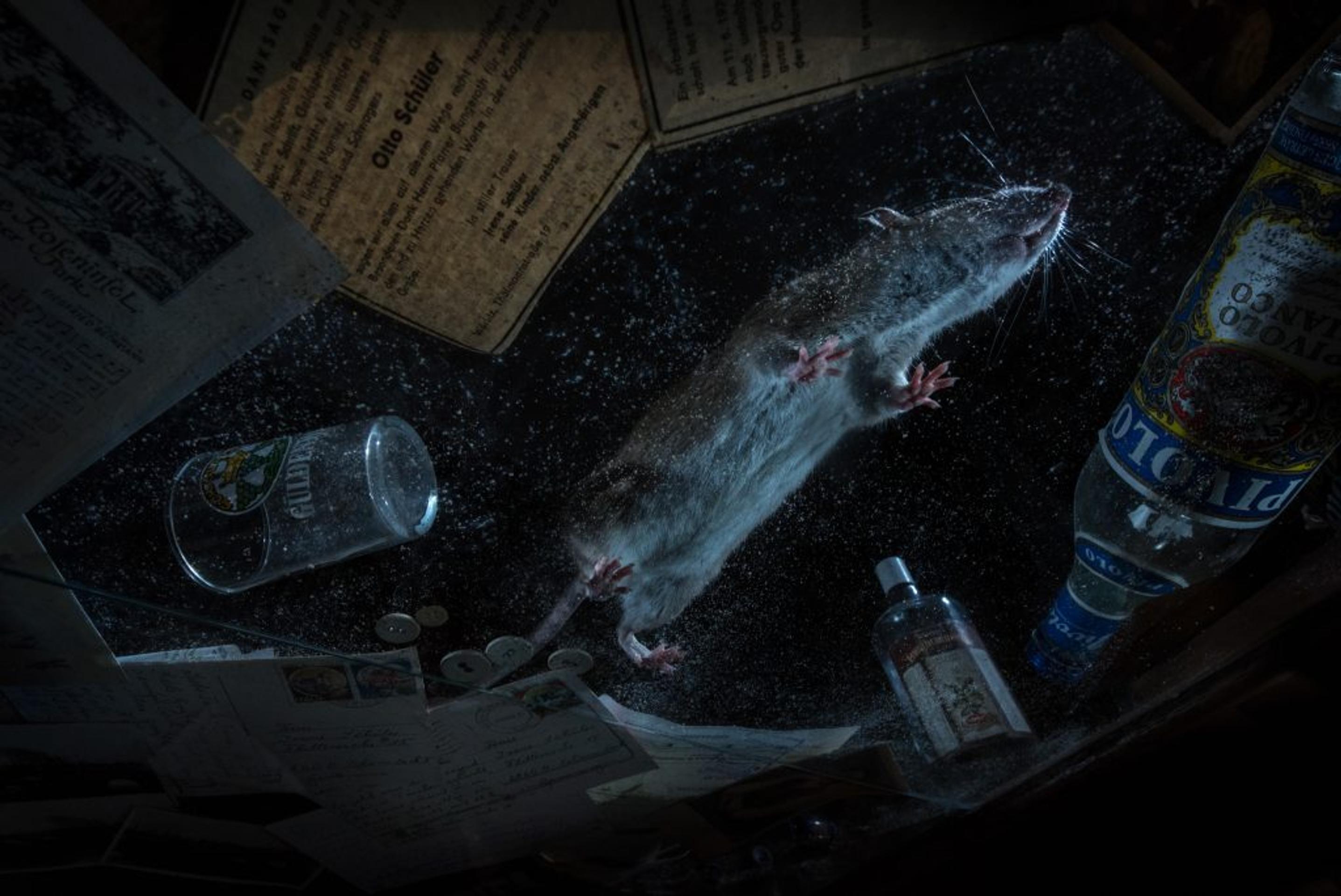 Víťaz kategórie Mestská divočina. 