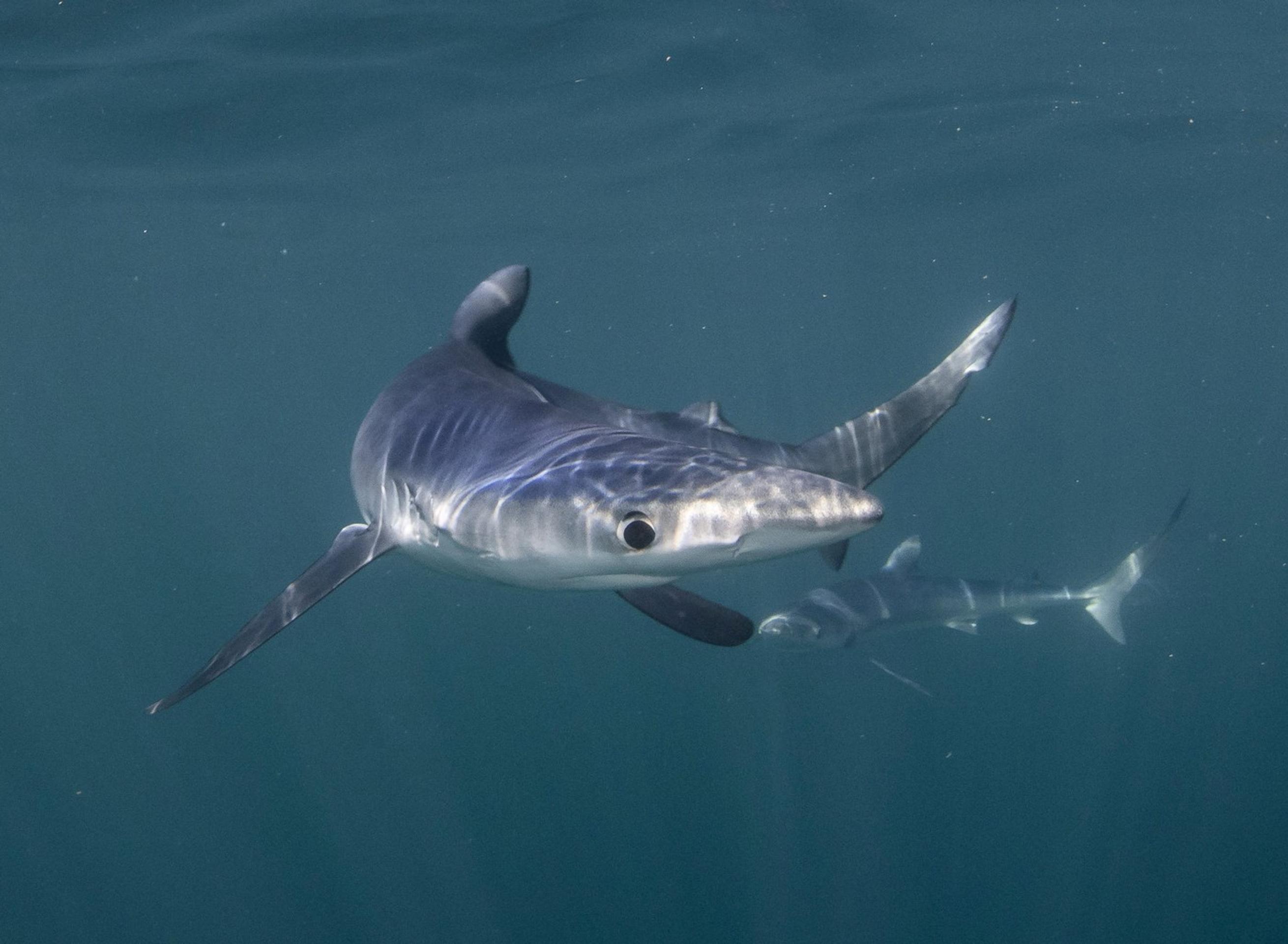 žralok belasý (prionace glauca)