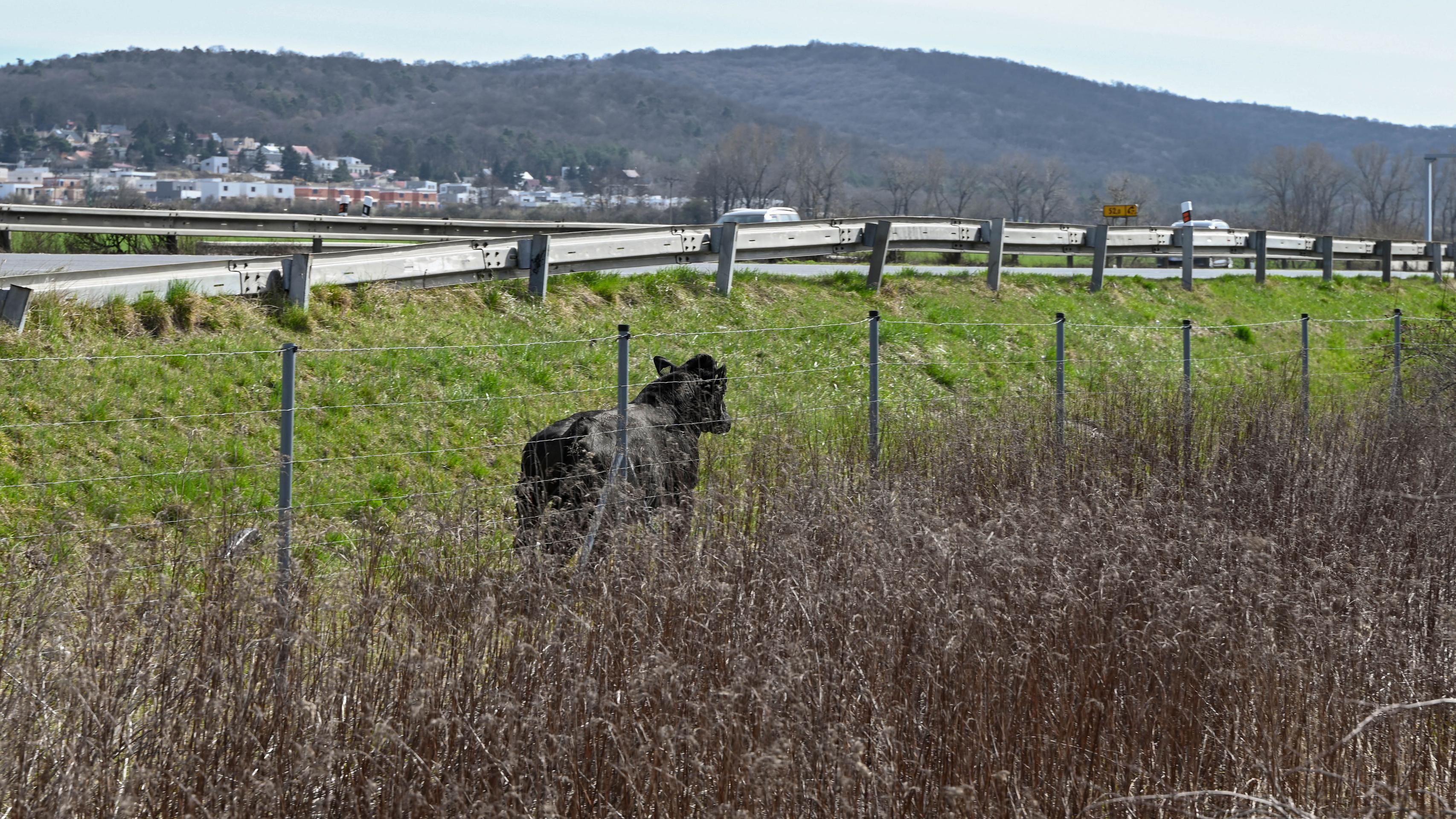 Býk na diaľnici D2.
