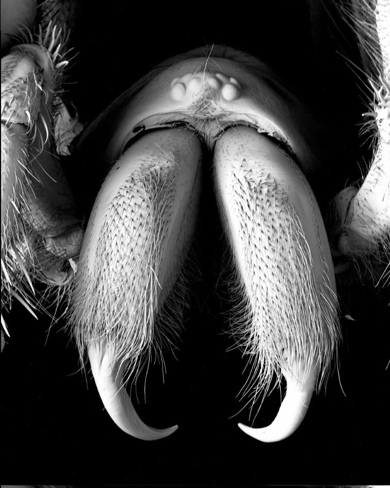 Najväčší austrálsky pavúk Atrax chistenseni.