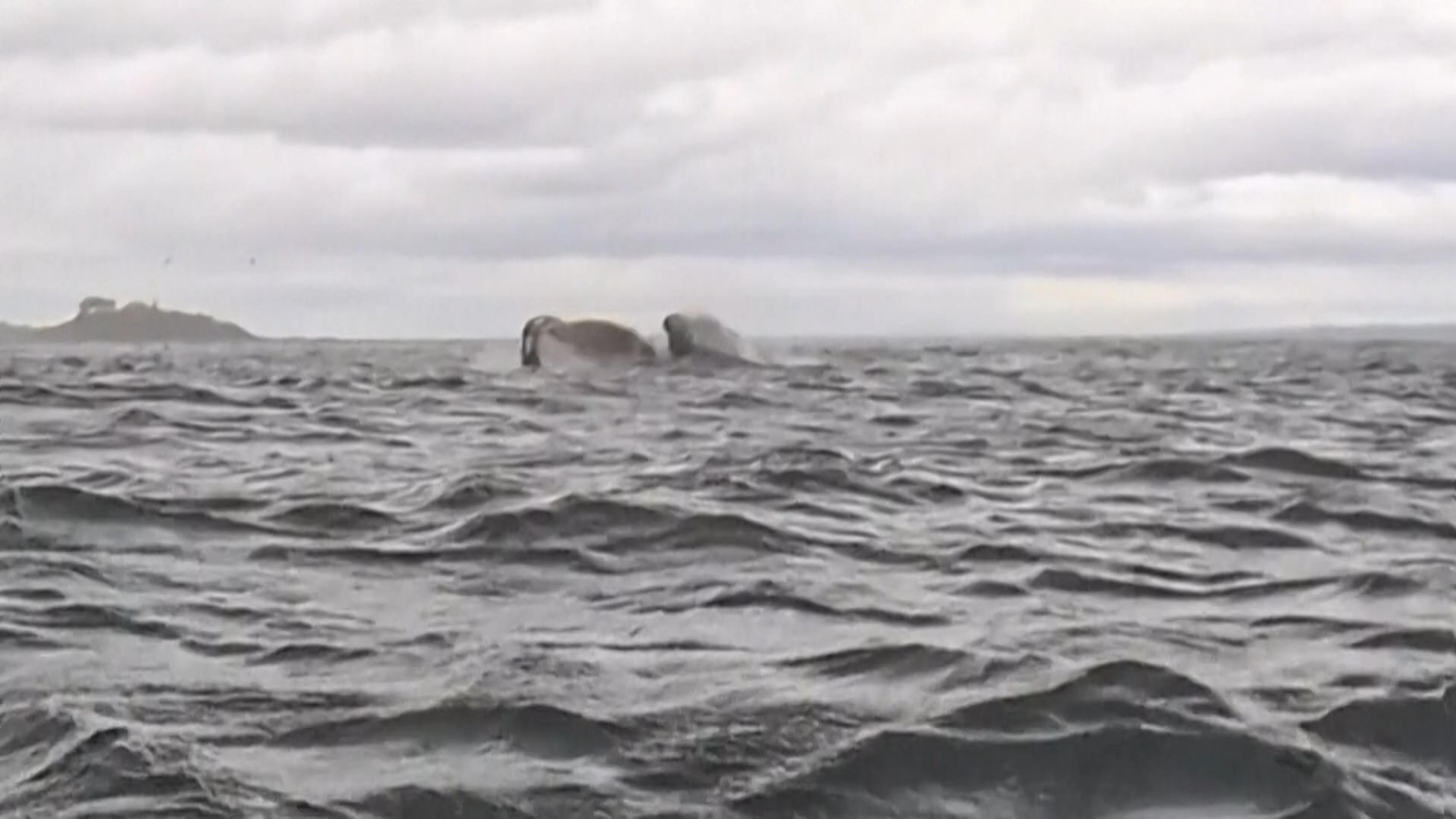 Veľryba zhltla kajakára