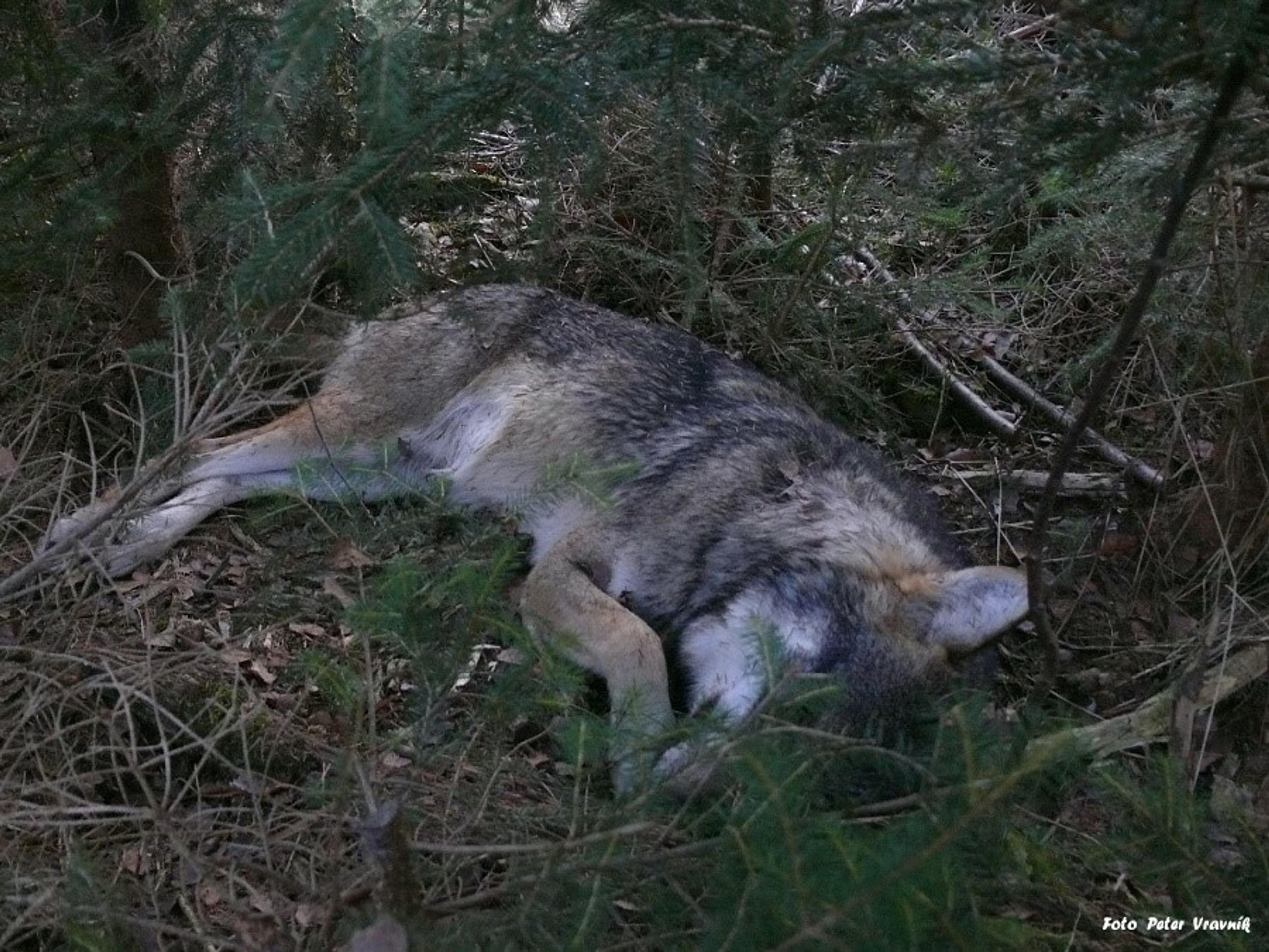 Zastrelený vlk dravý v Tatrách.
