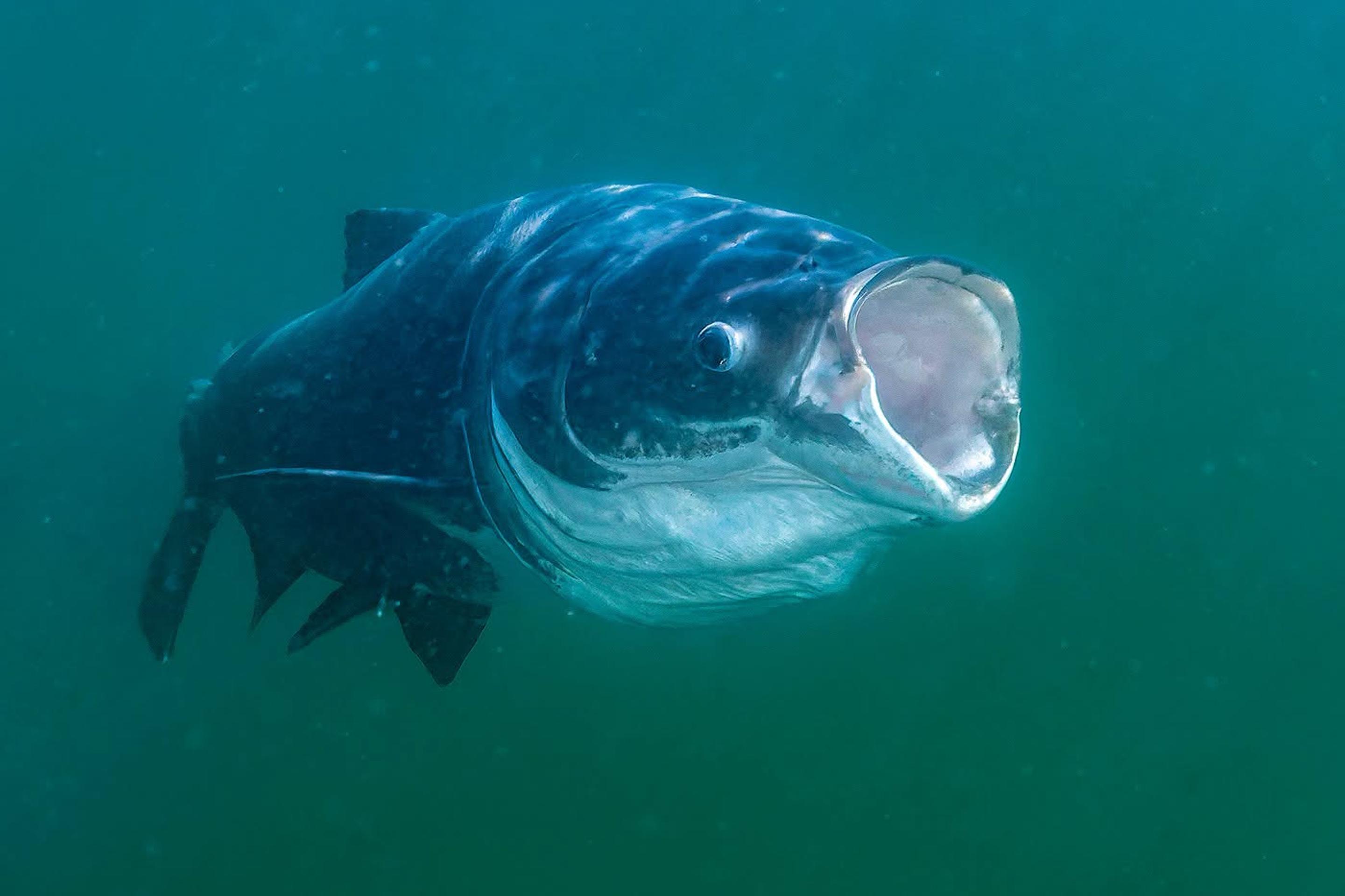 Tolstolobik pestrý (lat. Hypophthalmichthys nobilis)