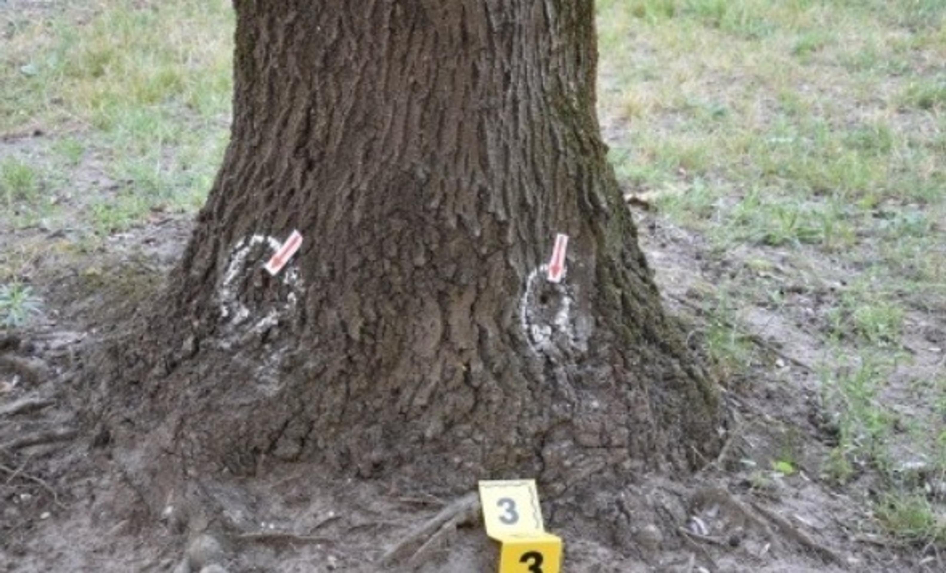 Stromy po neznámej látke vysychajú.