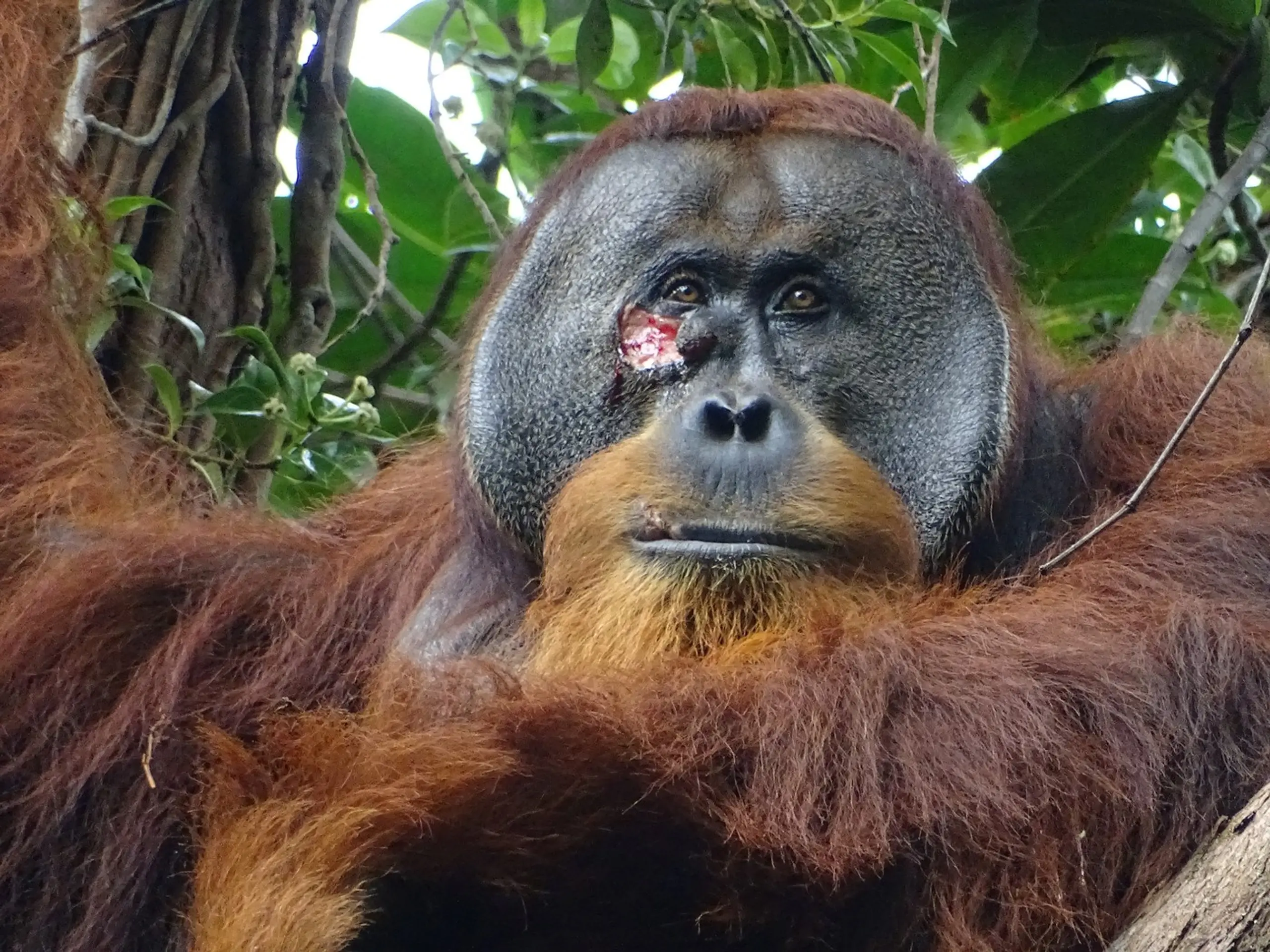 Orangutan Rakus si vyliečil ranu.
