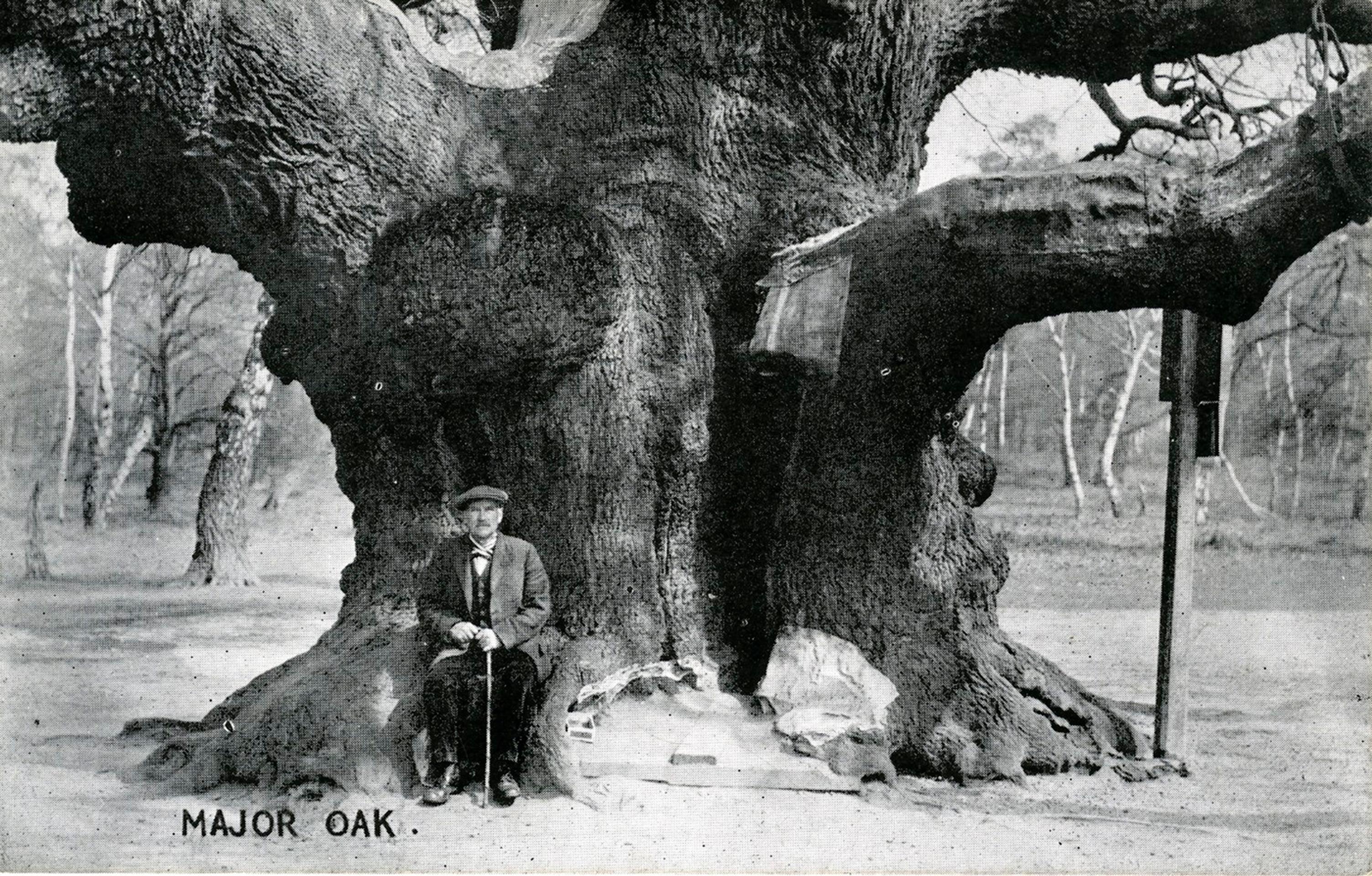 Major oak na snímke z roku 1900.
