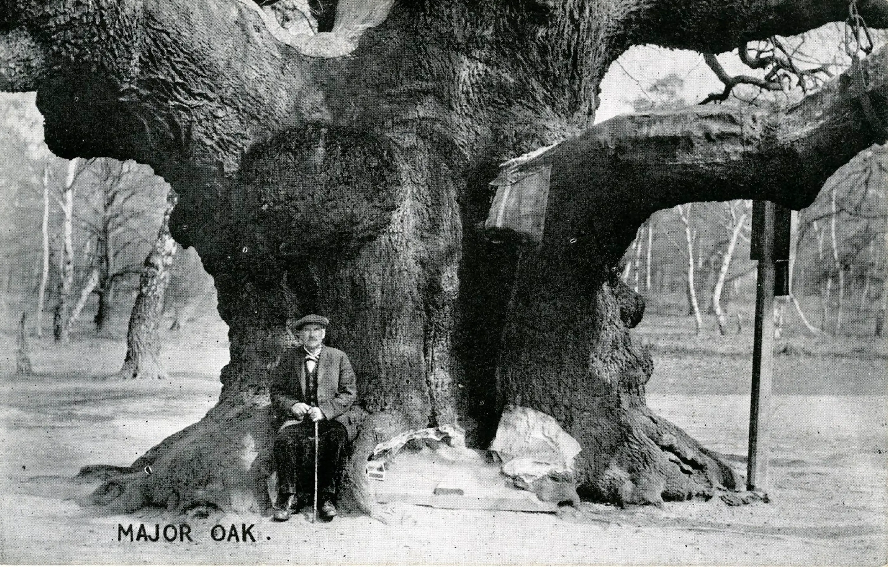 Major oak na snímke z roku 1900.