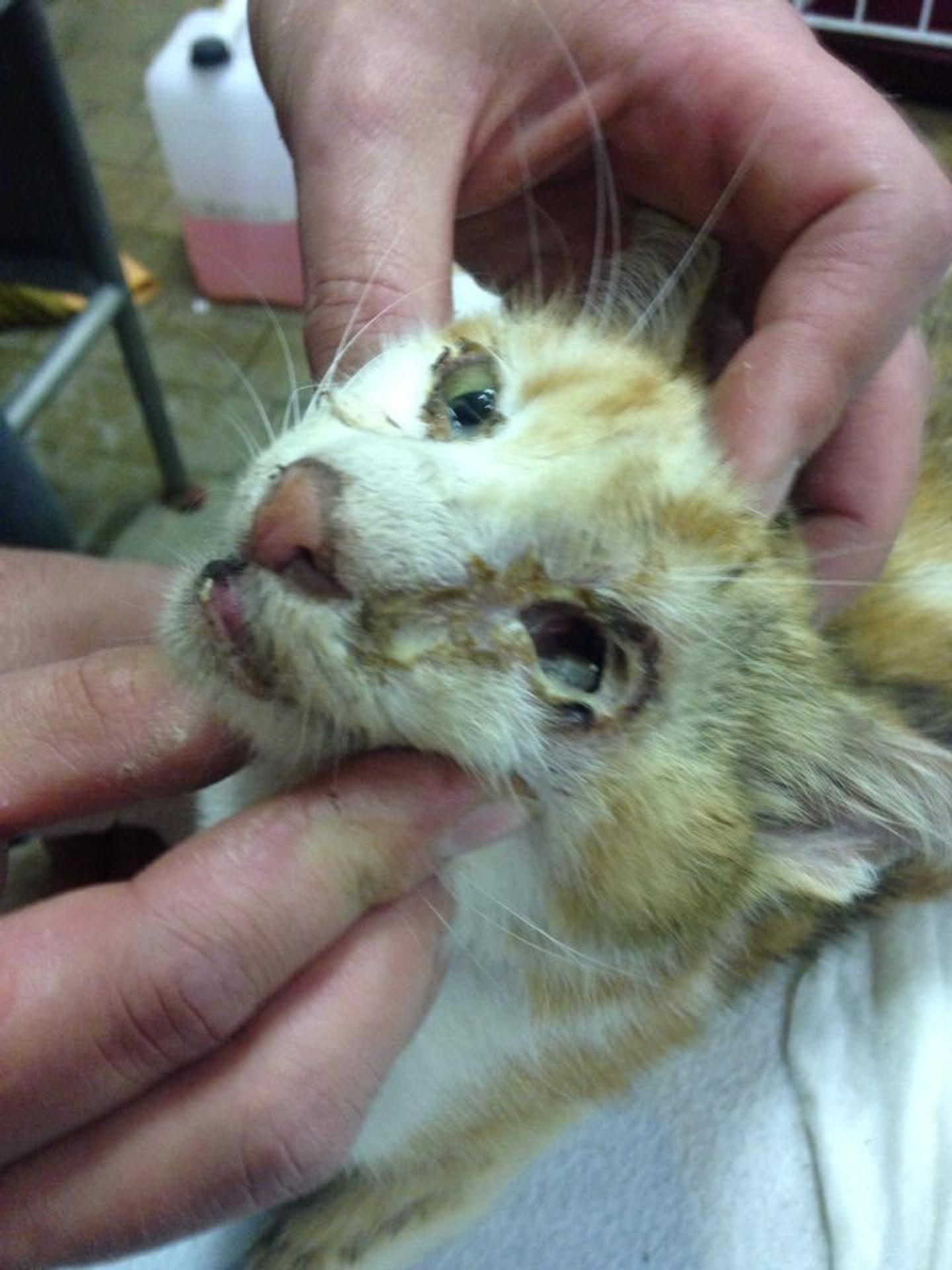 Zachránené mačky sú naozaj v zlom stave. 